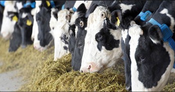 TV Vojvodina: “Farming by a typical Dutch family”