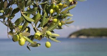 The European Commission approves two new geographical indications from Germany and Croatia