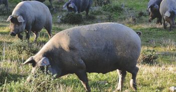 Ham as in Spain, cvarci as in Serbia