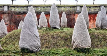 How to protect fruits from the frost